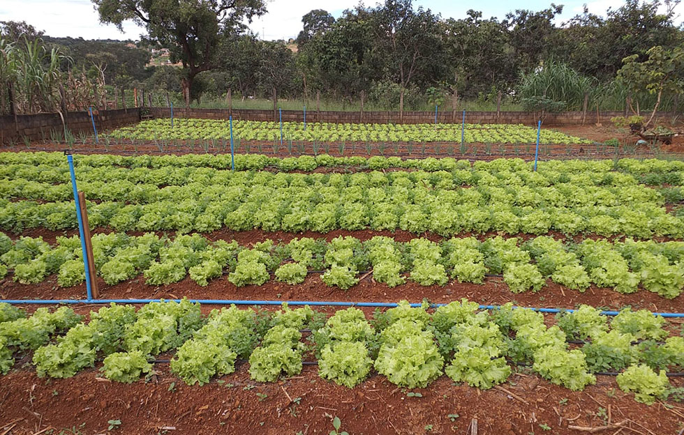 Plantação utiliza sistema de gotejamento na irrigação Plantação utiliza sistema de gotejamento na irrigação